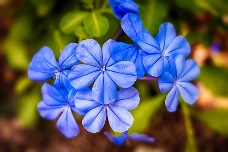 Jasmine
