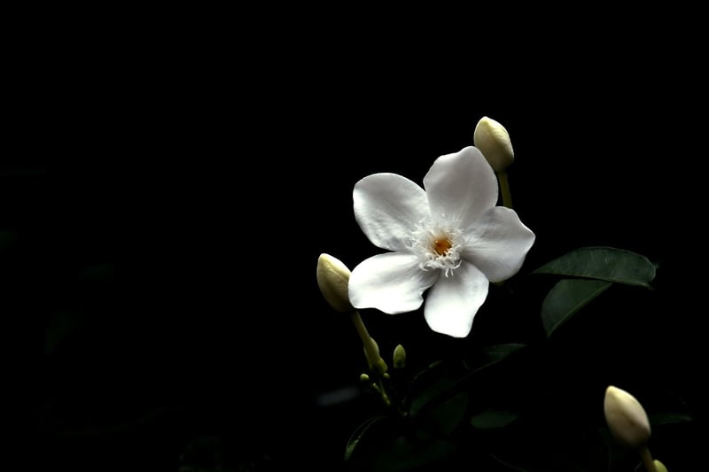 Jasmine Flowers